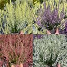 Calluna vulg. 'Gardengirls' ®