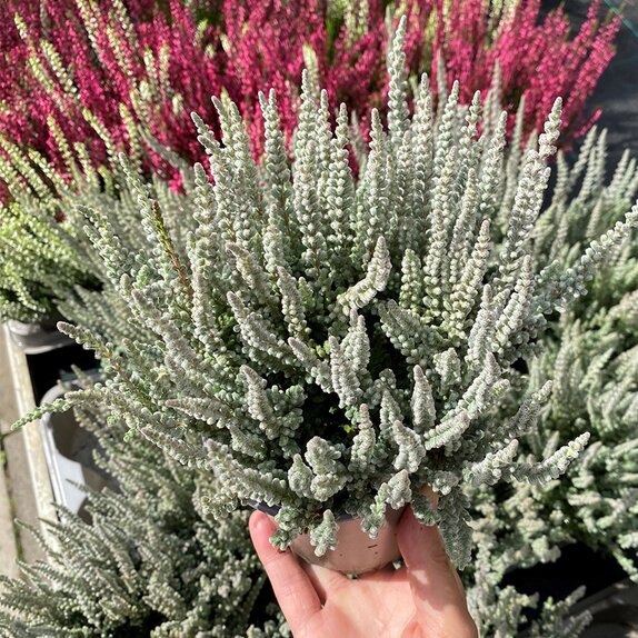 Calluna vulgaris 'Fluffy' ®
