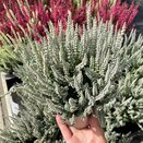 Calluna vulgaris 'Fluffy' ®