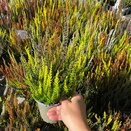 Calluna vulgaris 'Sunset Fire'®  (Halloween-Trio)