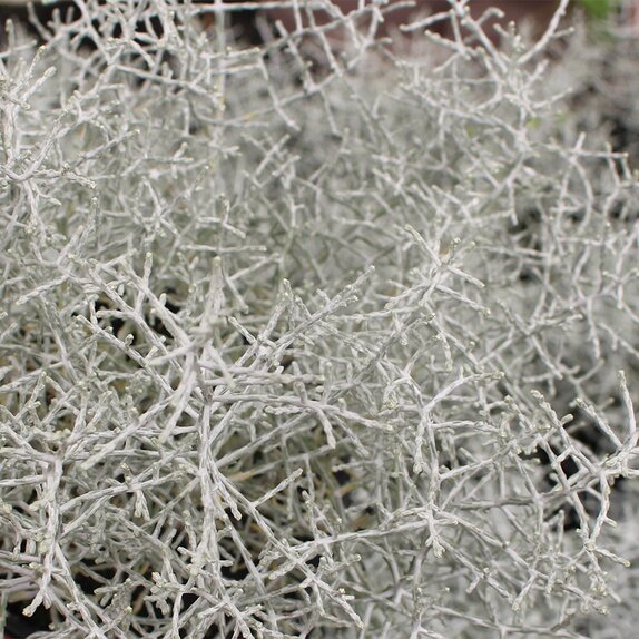 Calocephalus brownii 'Silversand' 1 litre pot