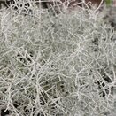 Calocephalus brownii 'Silversand' 1 litre pot
