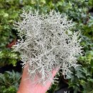Calocephalus brownii 'Silversand' 1 litre pot - image 1