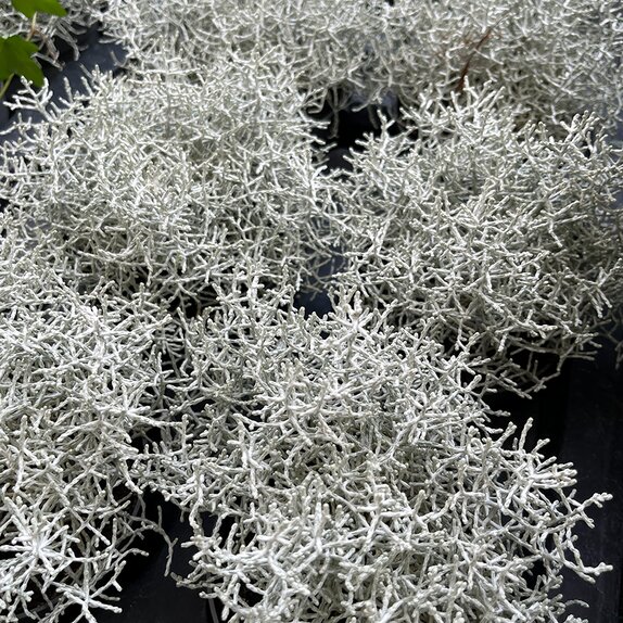 Calocephalus brownii 'Silversand' 1 litre pot - image 2