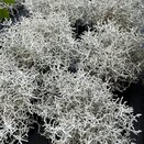 Calocephalus brownii 'Silversand' 1 litre pot - image 2