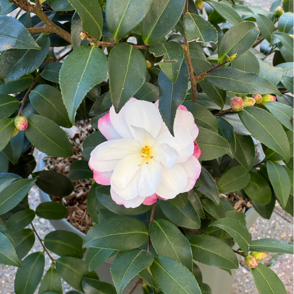 Camellia Blush - image 1