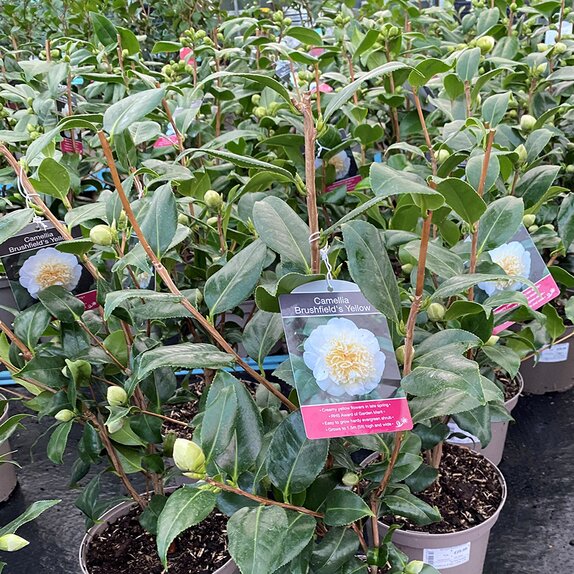 Camellia Brushfield's Yellow
