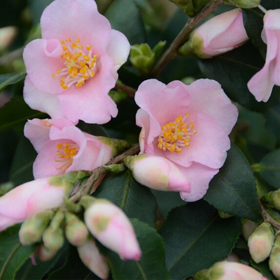 Camellia champetre Baby bear