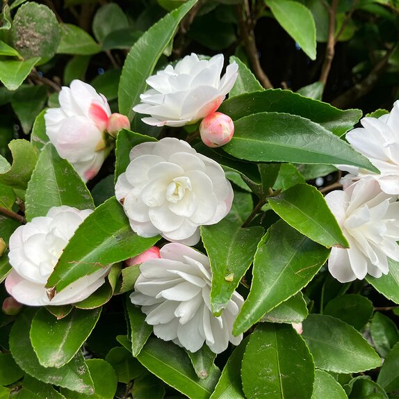 Camellia champetre Cinnamon cindy