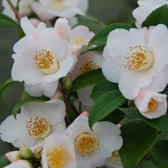 Camellia champetre Cinnamon scentsation