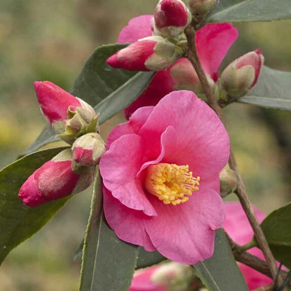 Camellia champetre Crimson candles - image 1