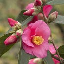 Camellia champetre Crimson candles