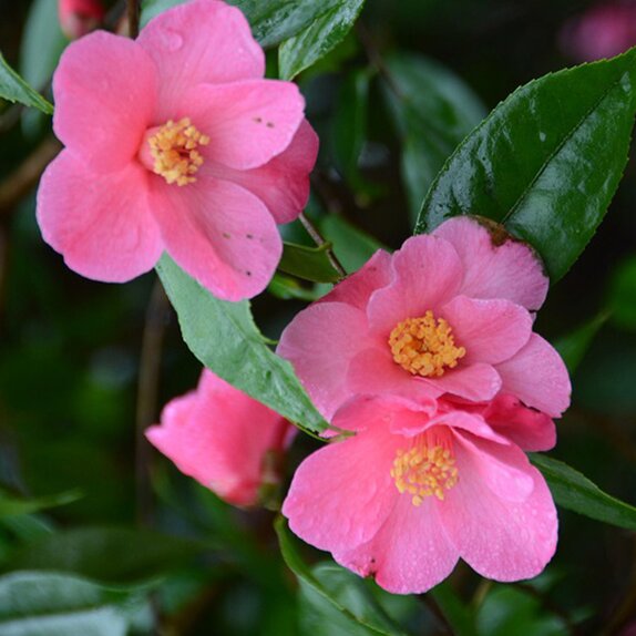 Camellia champetre Crimson candles - image 2