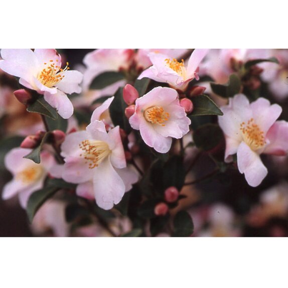 Camellia champetre Fairy blush