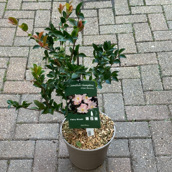 Camellia Champetre Fairy blush