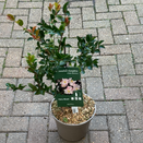 Camellia Champetre Fairy blush