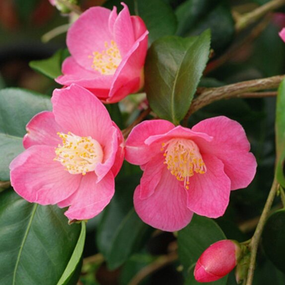 Camellia champetre Koto no kaori