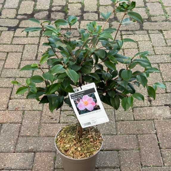Camellia Champetre Minato No Akebono