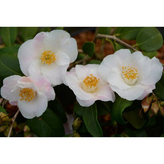 Camellia champetre Quintessence