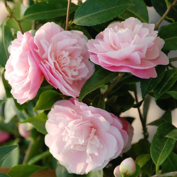 Camellia champetre Sweet Emily Kate