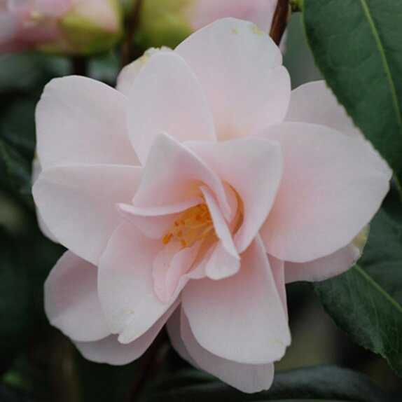Camellia collection 1900 Hagoromo