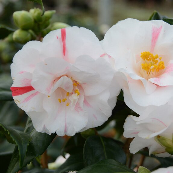Camellia collection 1900 Lady vansittart