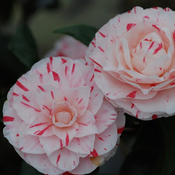 Camellia collection 1900 Lavinia maggi