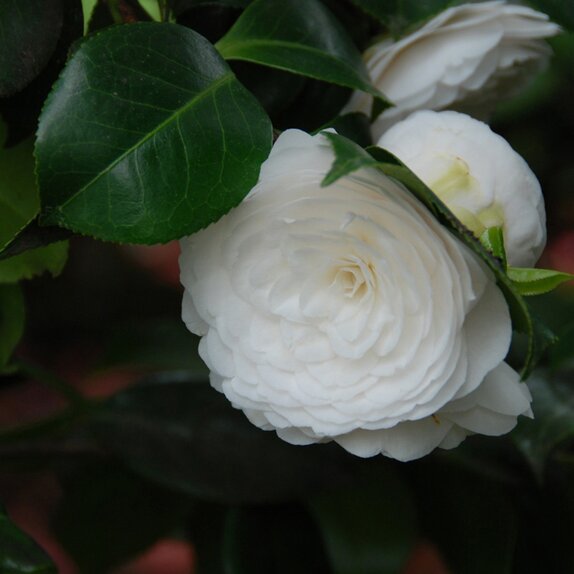 Camellia collection 1900 Lavinia maggi alba