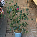 Camellia Crimson Candles