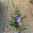 Camellia Elfin Rose - image 2