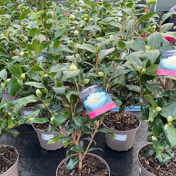 Camellia hybrida Jury's Yellow