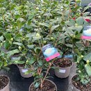 Camellia hybrida Jury's Yellow