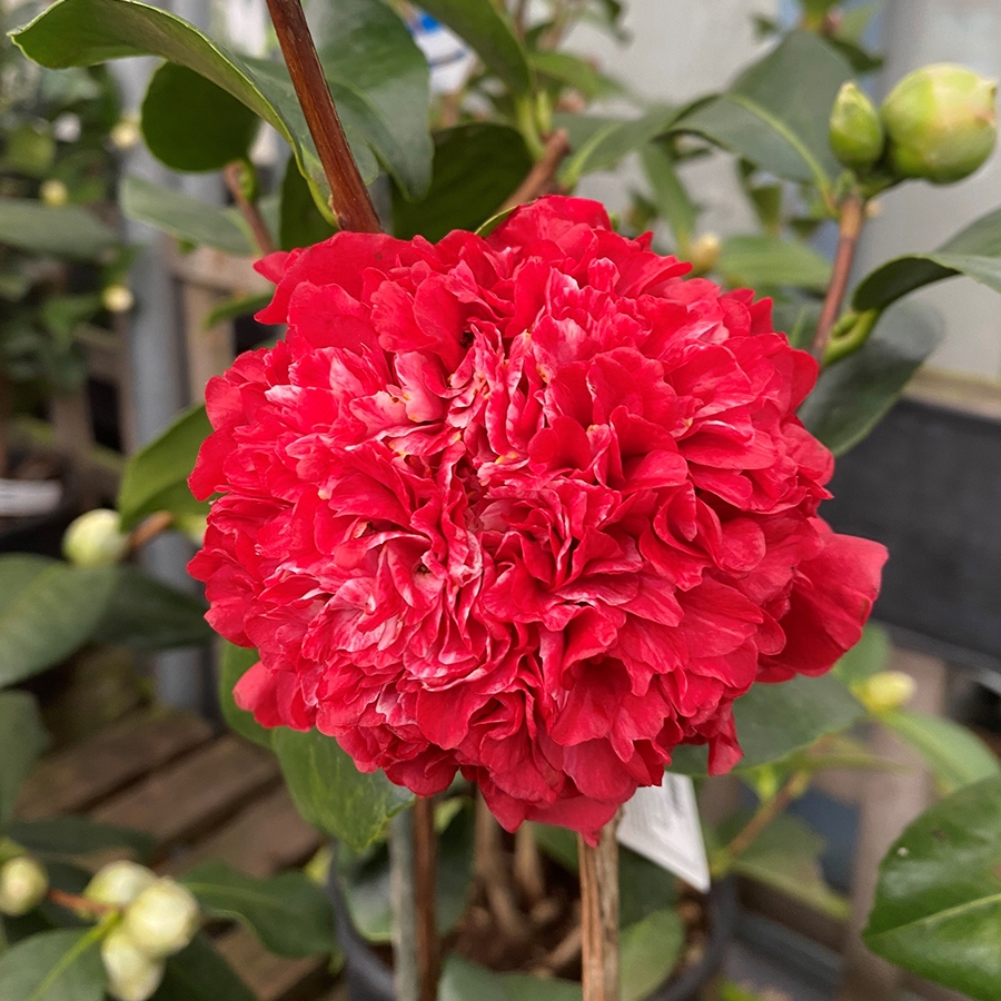 Camellia hybrida Ruby Wedding Knights Garden Centres
