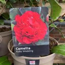 Camellia hybrida Ruby Wedding - image 2