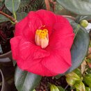 Camellia japonica Adolphe Audusson