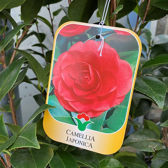 Camellia Japonica Black Lace