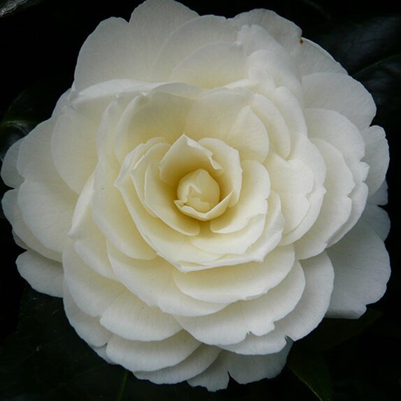 Camellia japonica Golden Anniversary