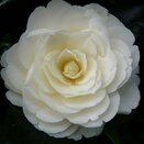 Camellia japonica Golden Anniversary