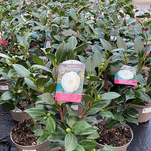 Camellia japonica Golden Anniversary