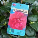 Camellia japonica Lady Campbell