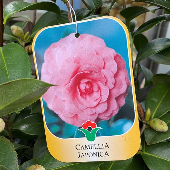 Camellia japonica Mrs Tingley
