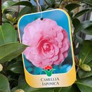 Camellia japonica Mrs Tingley