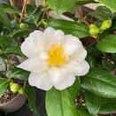 Camellia japonica Silver Anniversary