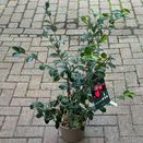 Camellia Koto no Kaori