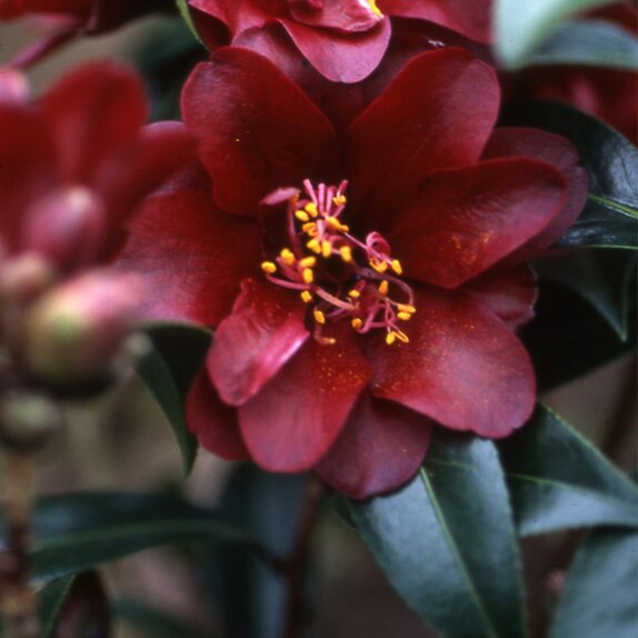 Camellia Night Rider