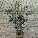 Camellia Sasanqua Ashtar