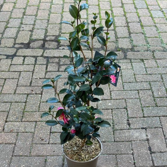 Camellia Sasanqua Belinda - image 1