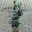 Camellia Sasanqua Belinda - image 1