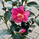 Camellia Sasanqua Belinda - image 2