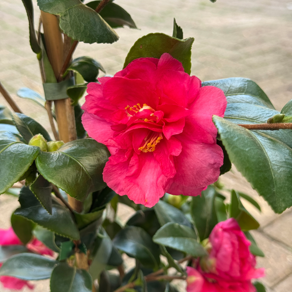 Camellia Sasanqua Bonanza - image 1